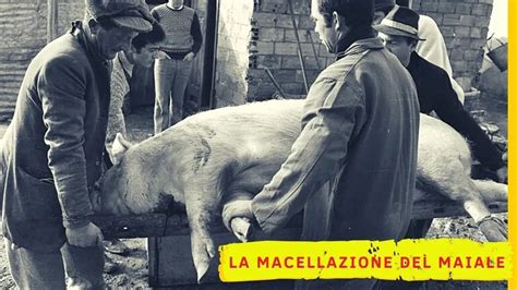 casalinghe maiale|Come Macellare un Maiale (con Immagini) .